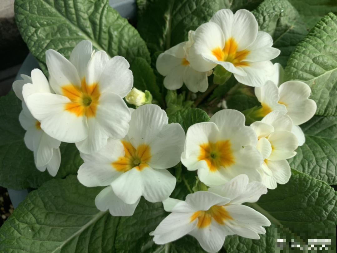 开花糖果色植物，个位数的价格就能买到，品种多，花期长