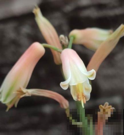 3种植物不轻易开花,一旦开花有“好兆头”,你见过几种? 3种植物不轻易开花,一旦开花有“好兆头”,你见过几种?