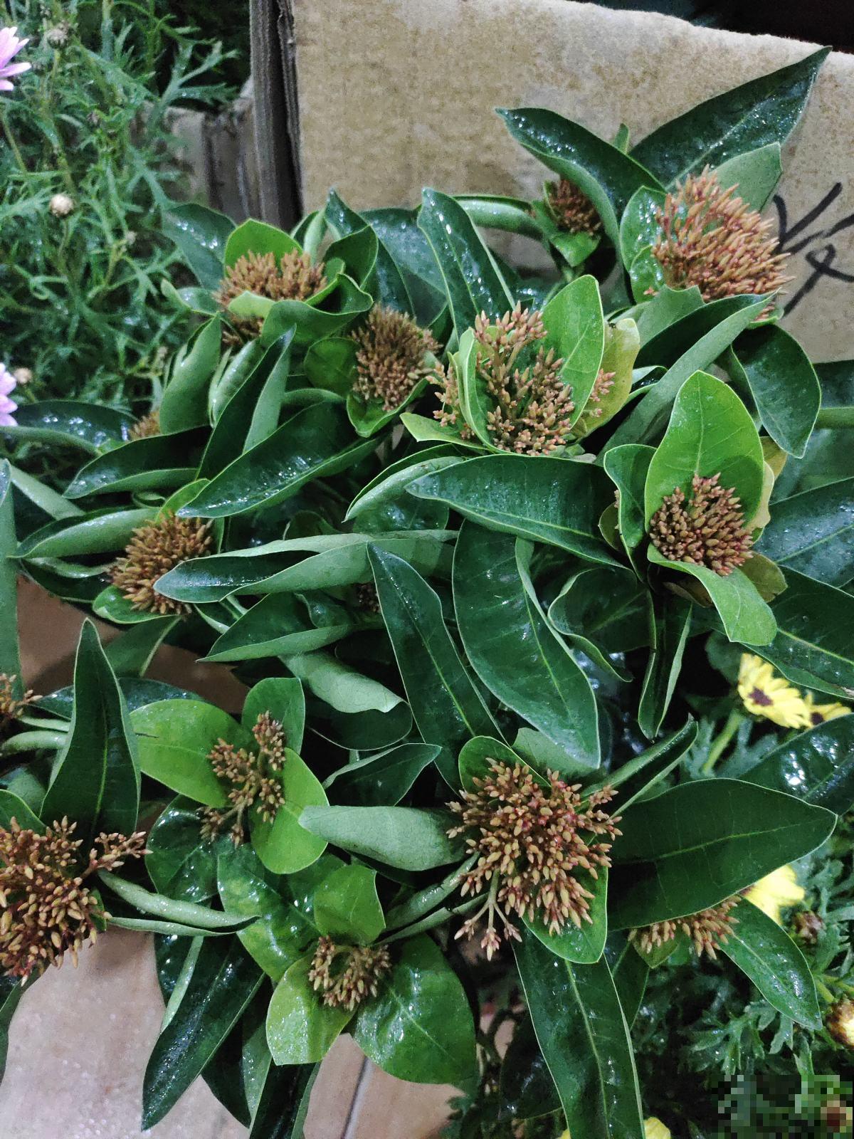 绿植的8个求救信号，多记住一个，就能多救一盆花