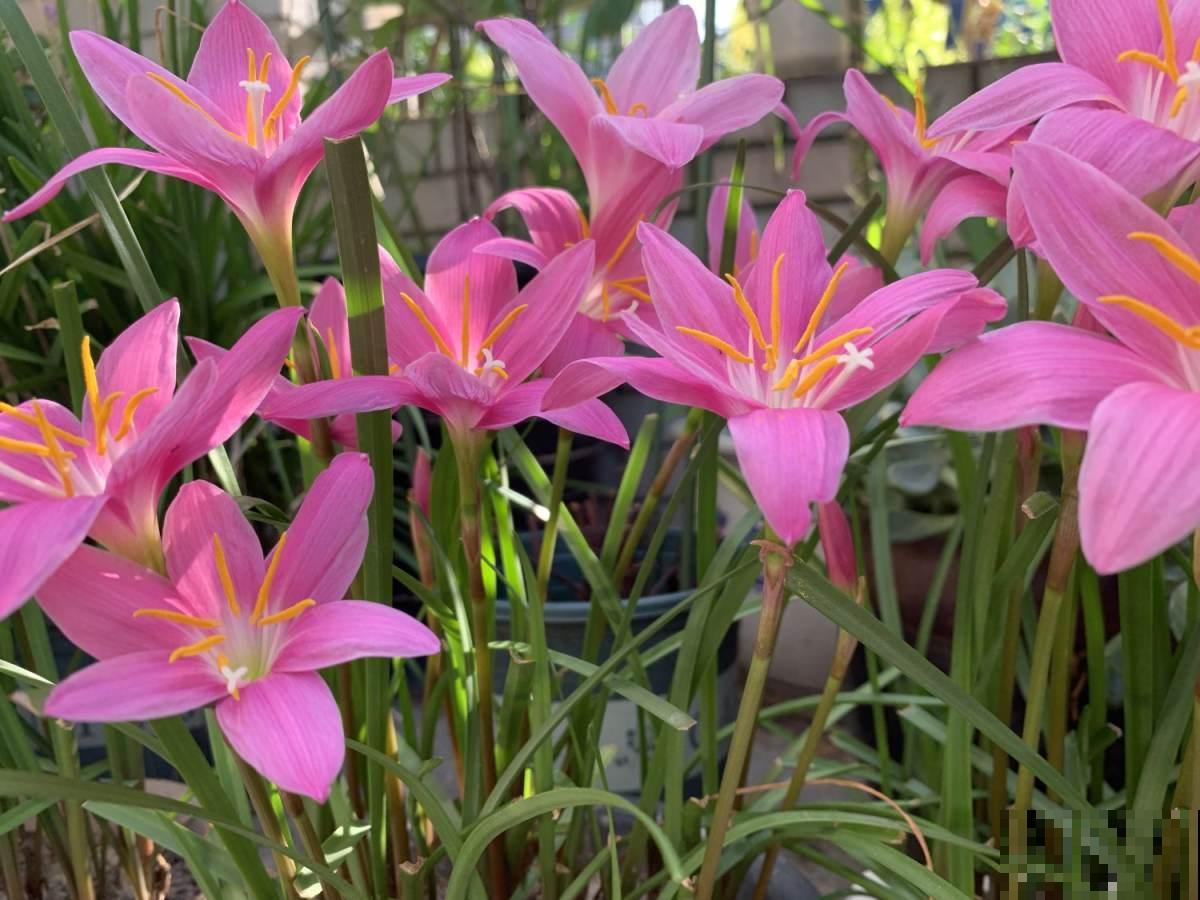 4种花9月份要及时翻盆，开花才会爆，不然明年没花看