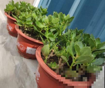 蟹爪兰、长寿花僵苗,必须掐几下,重新换盆养! 蟹爪兰、长寿花僵苗,必须掐几下,重新换盆养!