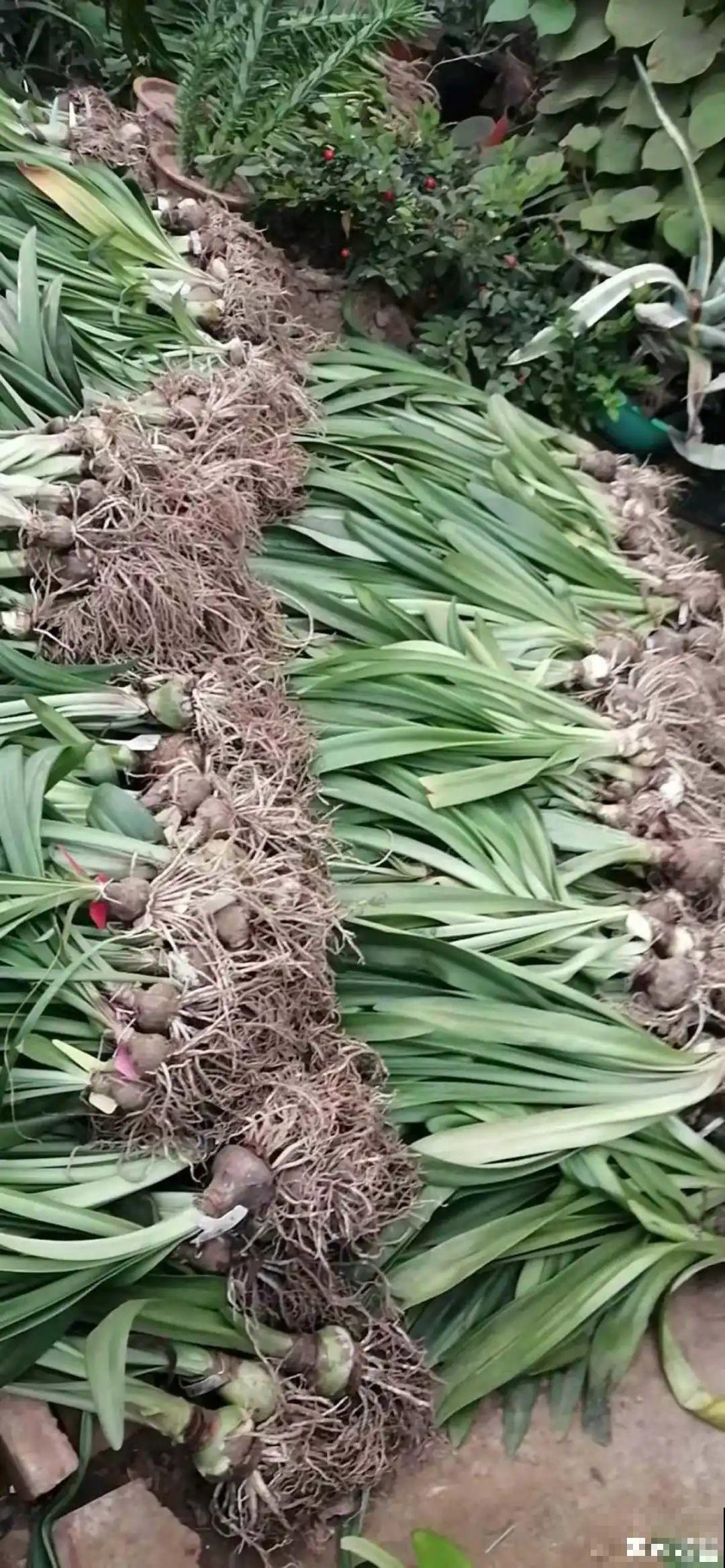 养花大棚倒闭,“贵货花”路边扔了一地,后悔没带个大麻袋 养花大棚倒闭,“贵货花”路边扔了一地,后悔没带个大麻袋