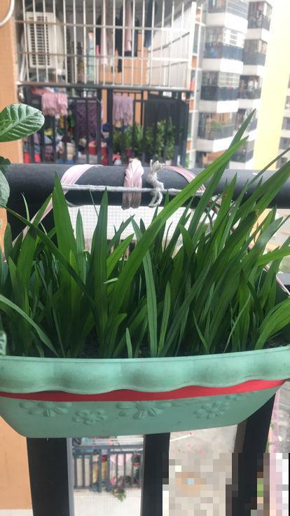 过年包饺子的韭菜，自己种的才香，吃完一茬长一茬