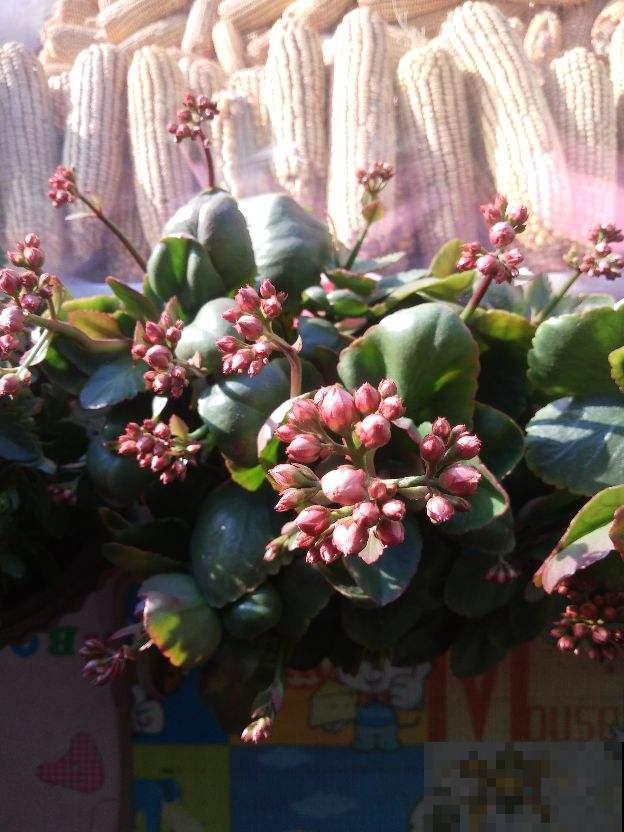 晚上睡不好,屋里可养4种“睡眠花”,一觉睡到天亮 晚上睡不好,屋里可养4种“睡眠花”,一觉睡到天亮