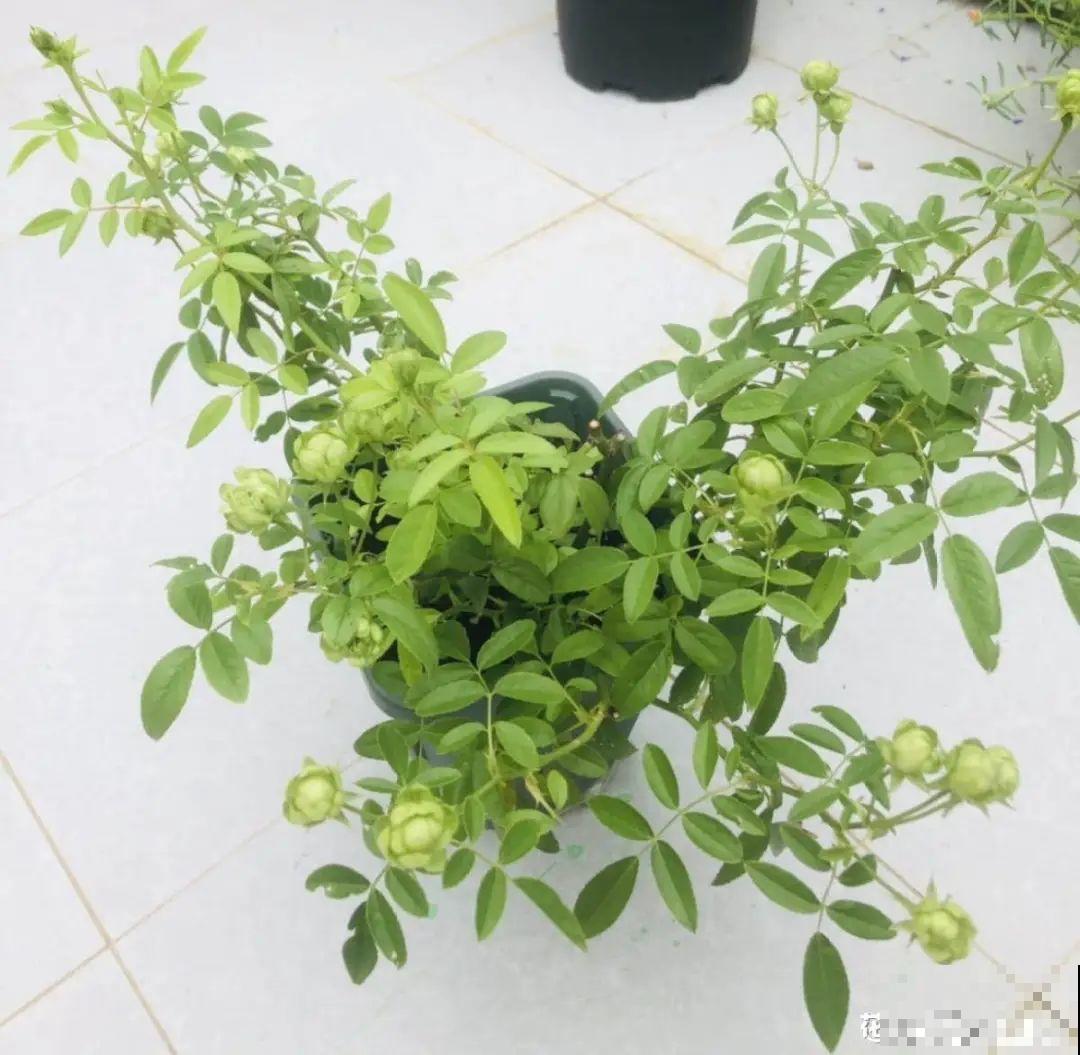 养的花一直不开花，主要是这6点做好，赶紧学起来