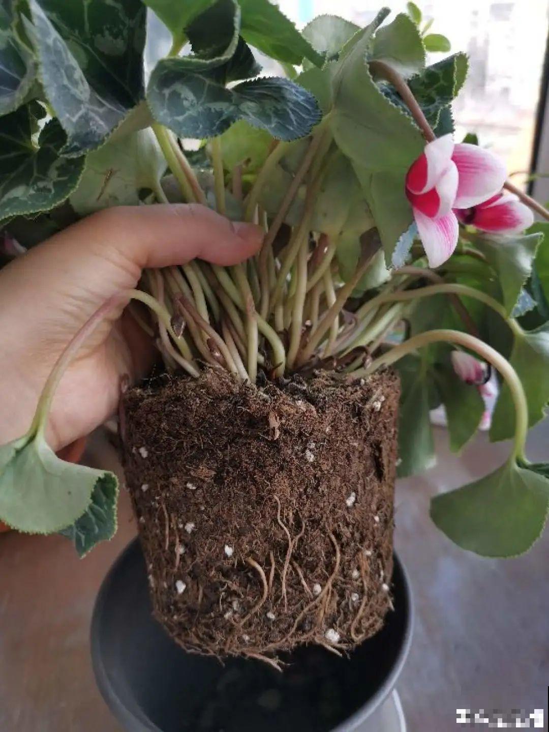 买茶花也要注意“坑”，注意5要点，叶子挺立有精神