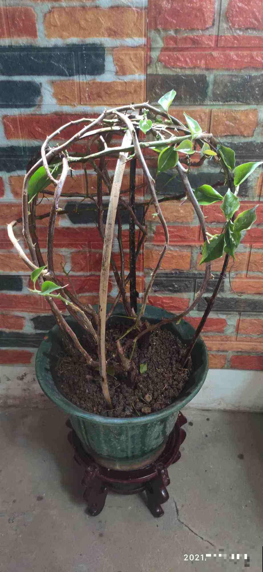 冬天养花,遇到这4种情况千万别换盆,不然花都死光了 冬天养花,遇到这4种情况千万别换盆,不然花都死光了