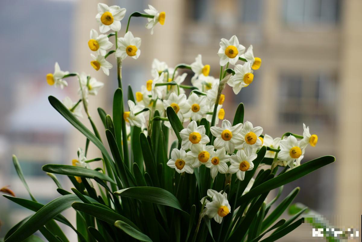 家有小孩和宠物，不要养这8种花，食用了得马上去医院