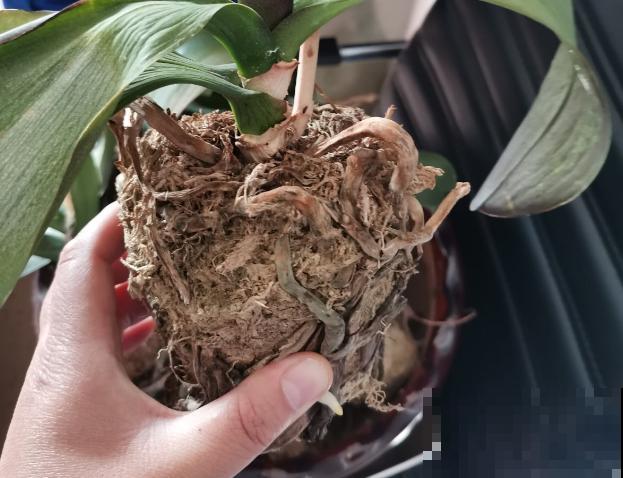 8种花，年年买，年年养死，今年可别当冤大头