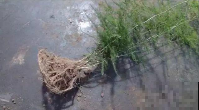 爱“生崽”的花,现在赶紧翻盆,一盆变多盆还能挣钱 爱“生崽”的花,现在赶紧翻盆,一盆变多盆还能挣钱