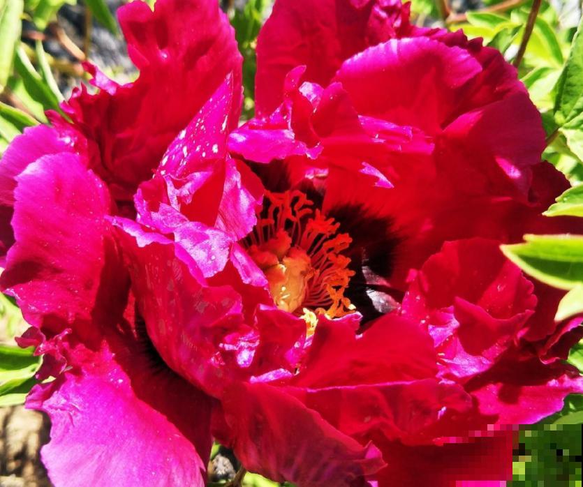 过年前,5种花赶紧搬到阳台上冻,才能呼呼冒花苞 过年前,5种花赶紧搬到阳台上冻,才能呼呼冒花苞