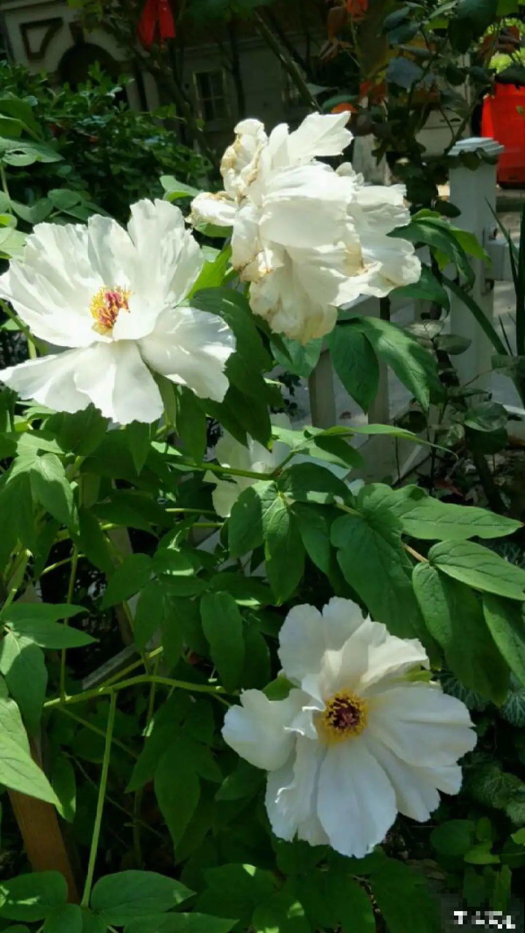 不良商贩真缺德，高价卖假货，不少人都上当