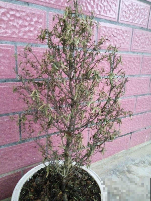 1种花开花长达8个月，满盆开出红色“吉祥花”，养在家里有好兆头