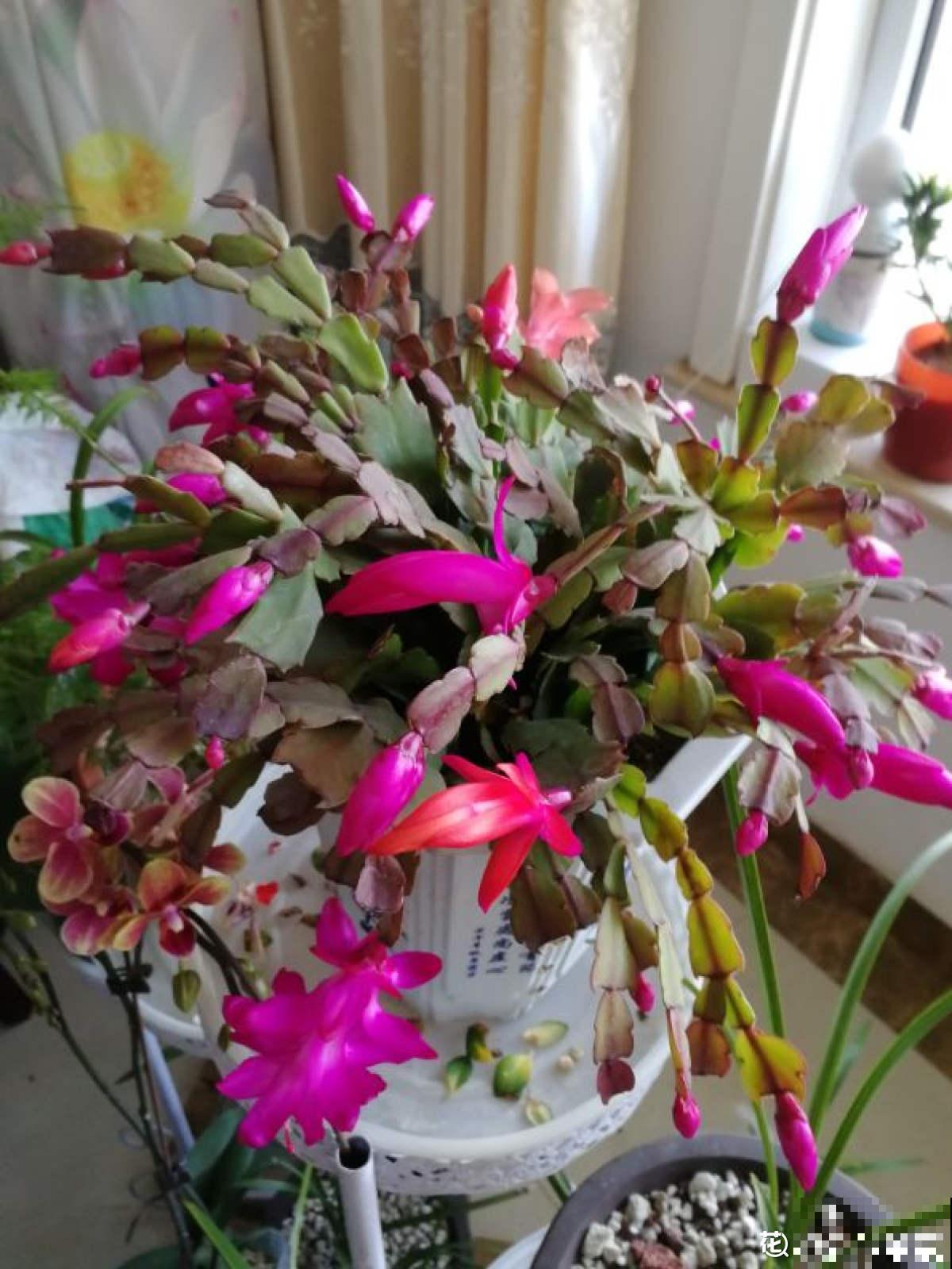 4个症状，汇总蟹爪兰秋季问题，对症下药才有效