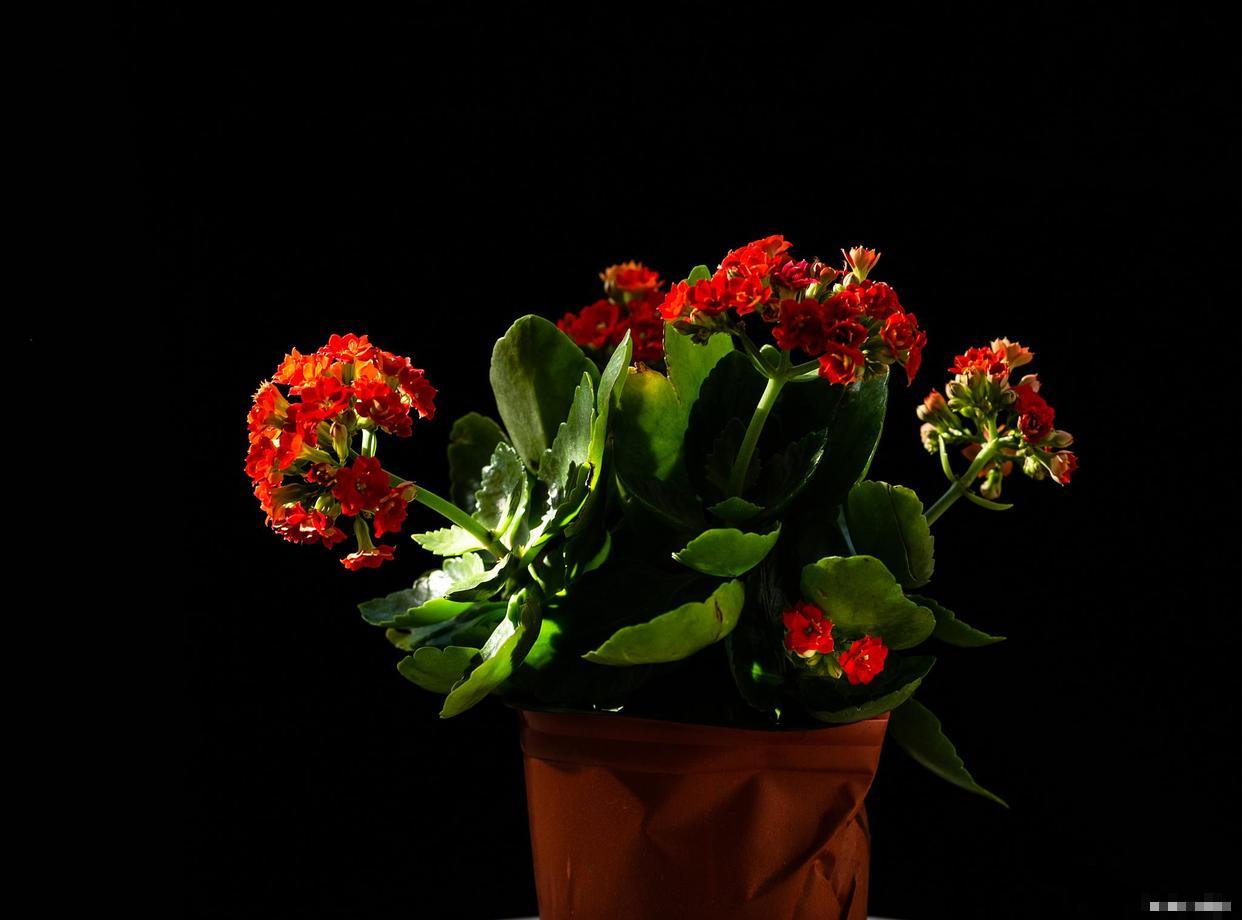 长寿花如何养护才会爆盆 长寿花如何养护才会爆盆