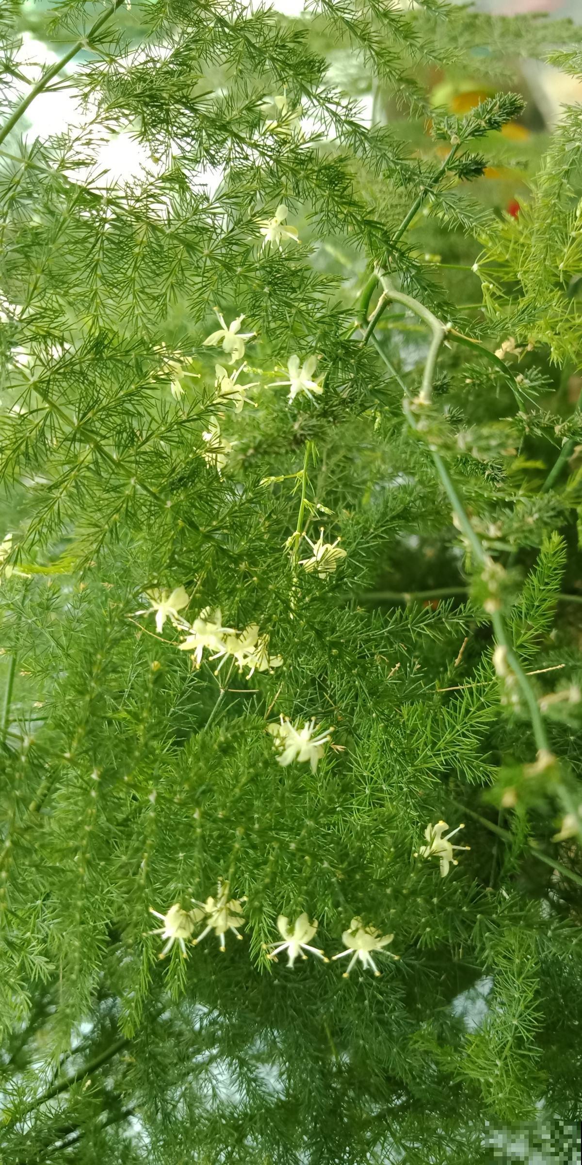 家里的文竹开满花，内行人一看：好运气要来了
