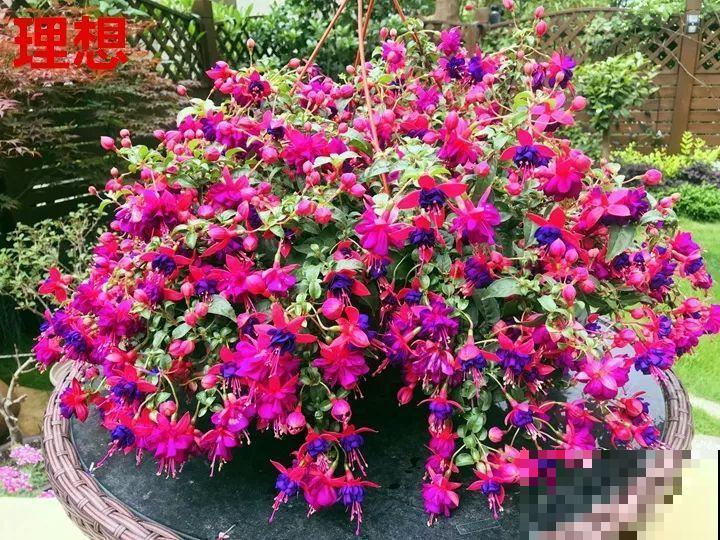 8种花，年年买，年年养死，今年可别当冤大头