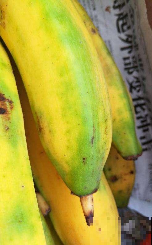 香蕉皮秒变“优质花肥”，老一辈传下来的老办法，花吃了“疯长”