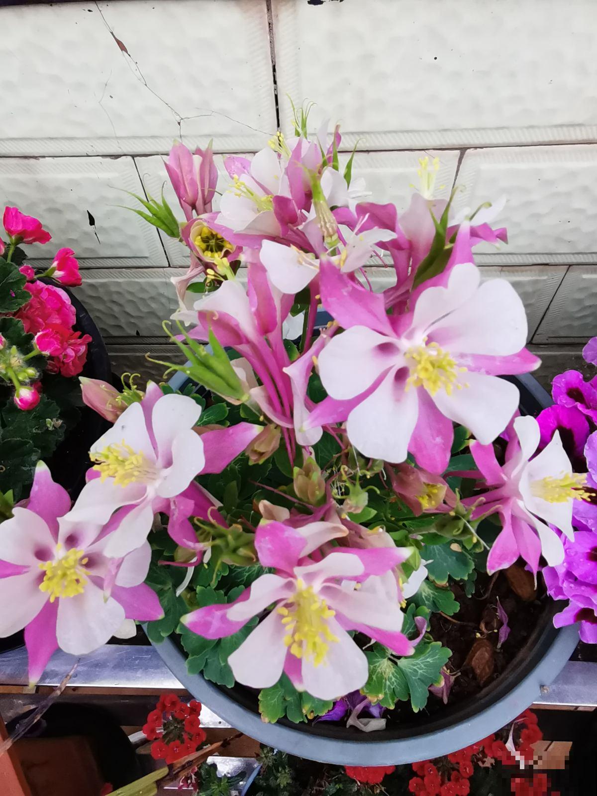 冻不死的5种省心花，花开又香又美，家里养一盆冬天也变小花园