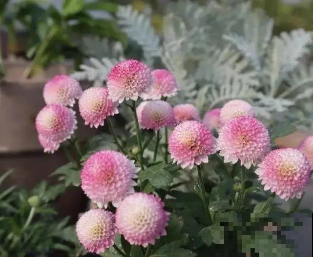 近几年新晋网红花，耐阴耐寒耐热，四季都能开花