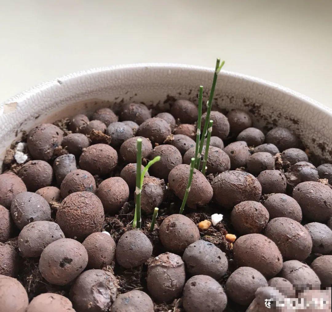 10种“怕晒花”，越晒死越快，半阴地儿反倒长得旺