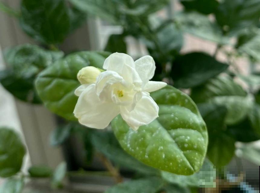 7种花堪称是“药箱子”，老中医们都爱养，浑身上下都是宝