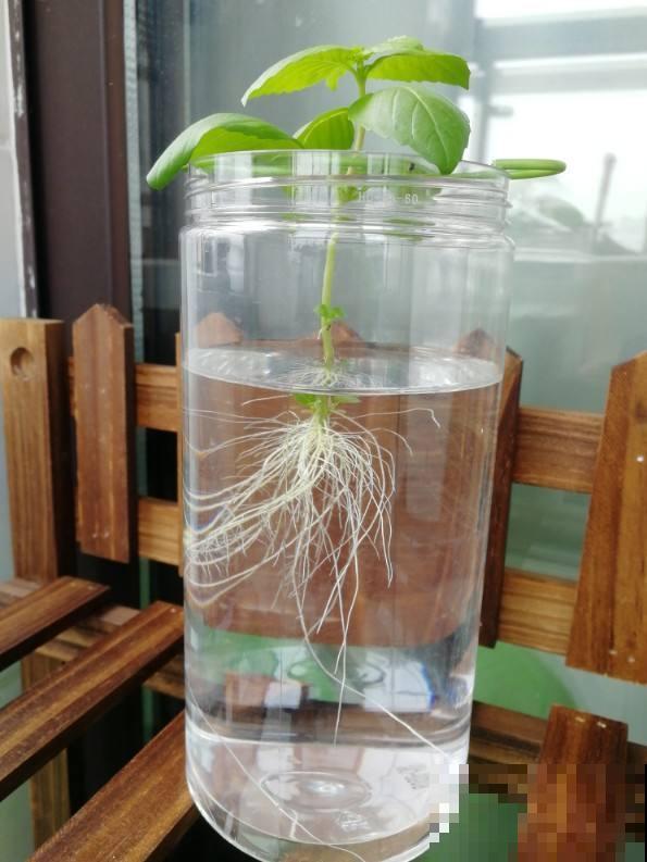 自制养花杀虫水，效果好没污染，安全放心