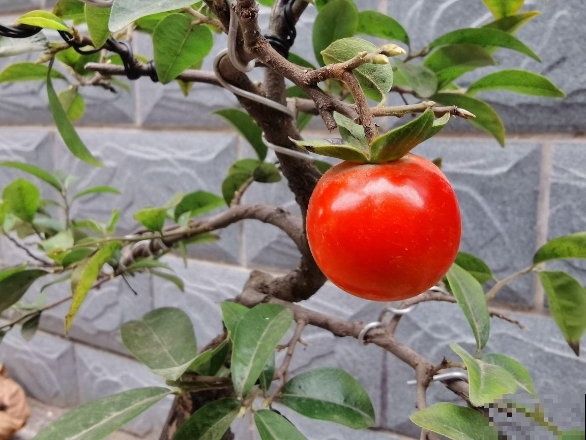 4种名里带"金"的花，招财纳福春节必备，个个都是好兆头