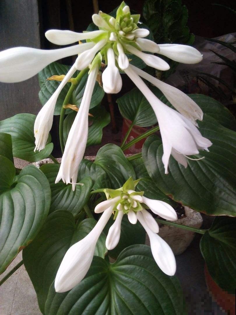 家里没光照，就养盆玉簪，耐阴开花多