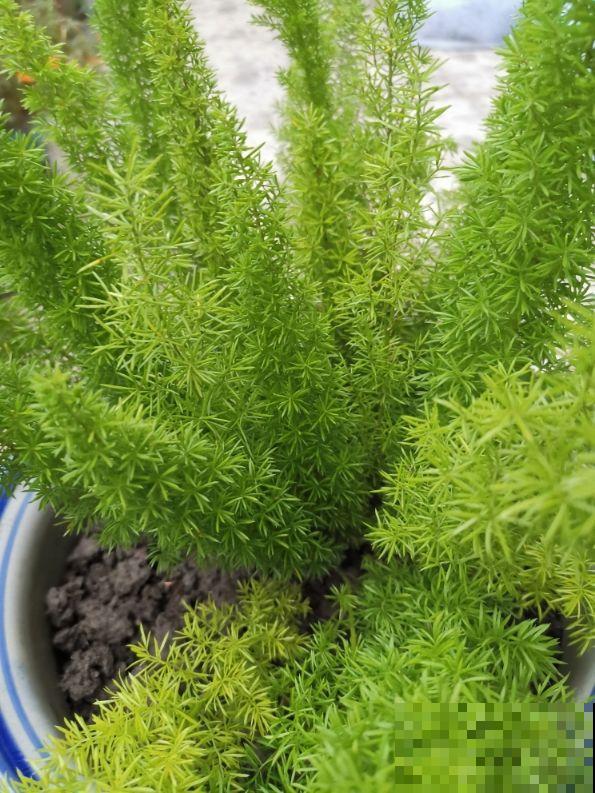 5种花养在办公室，皮实好养，还有“财源滚滚”好兆头