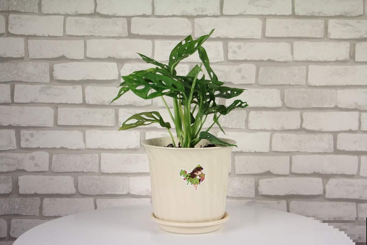 今年超火的10种网红植物，气质满满，养在家里提升格调