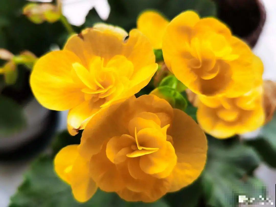 20种花，现在养正是开花好时候，再晚就过季了