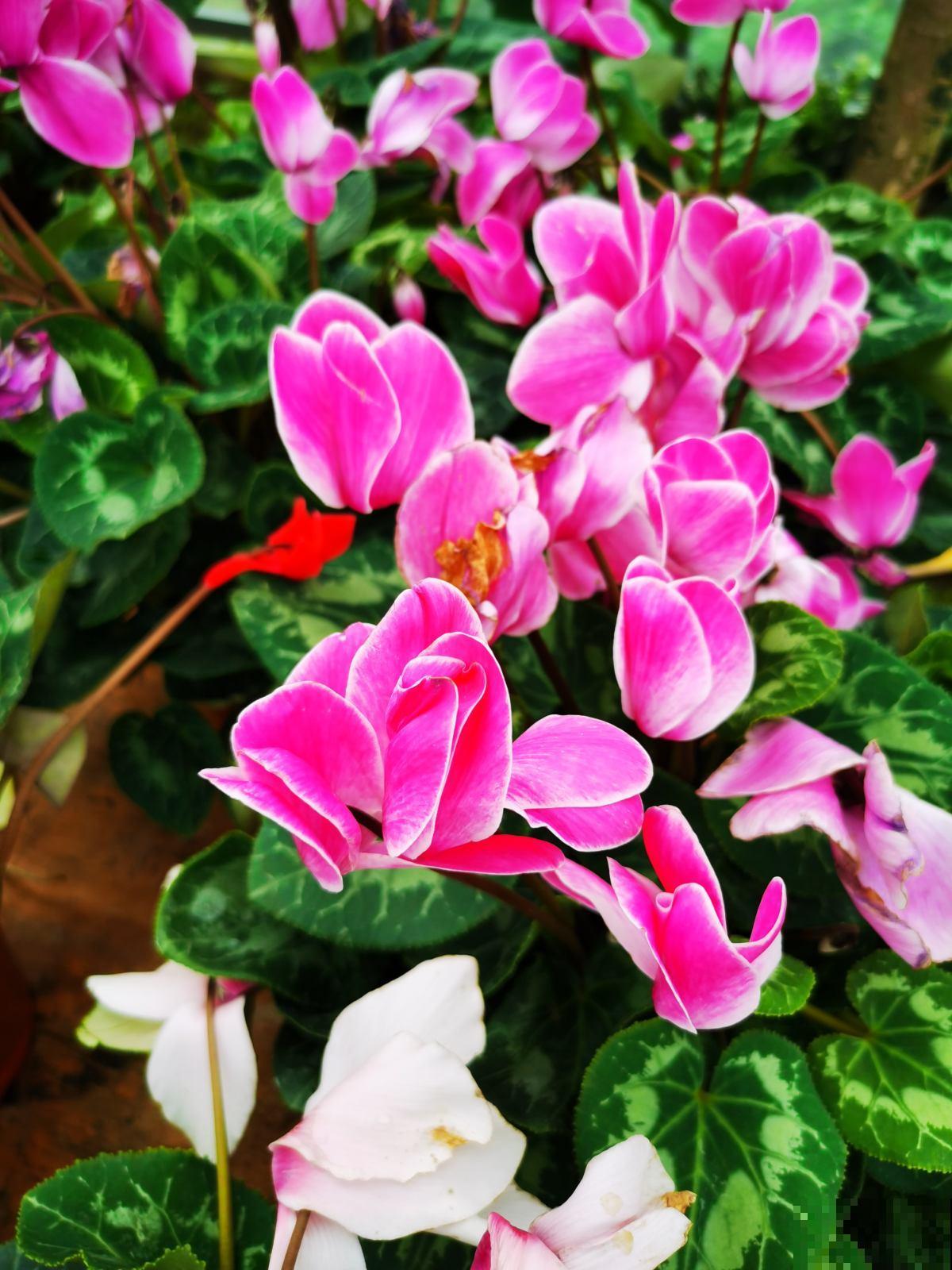 秋冬季节养花，选对了耐寒开花多，这份购花指南不能少