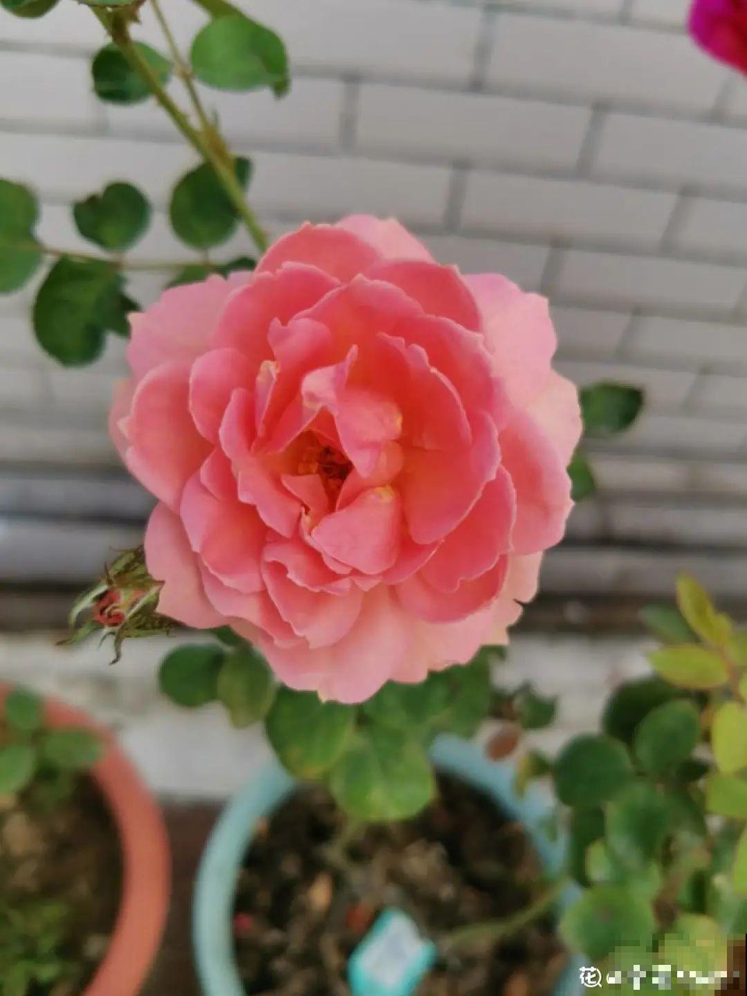 新房装修完，养盆“天然净化器”，净化空气身体棒