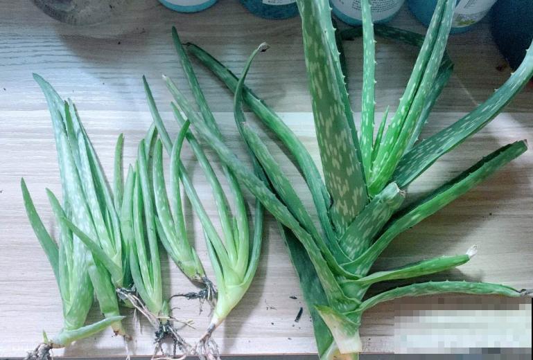 人养花三年,花养人一生,45年中医爱养的花,堪称植物“小药箱” 人养花三年,花养人一生,45年中医爱养的花,堪称植物“小药箱”