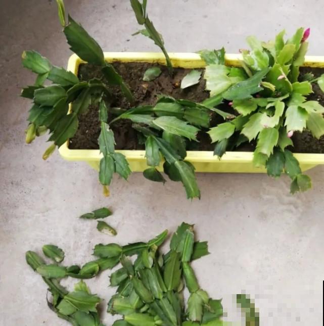 秋天给花补点“猛肥”,嫩芽一茬接一茬,花苞呼呼冒 秋天给花补点“猛肥”,嫩芽一茬接一茬,花苞呼呼冒