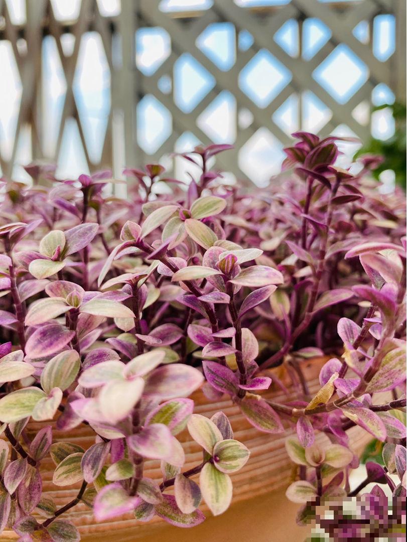 绿植中的“颜值担当”，叶子比花还要美，家里没光也长得旺