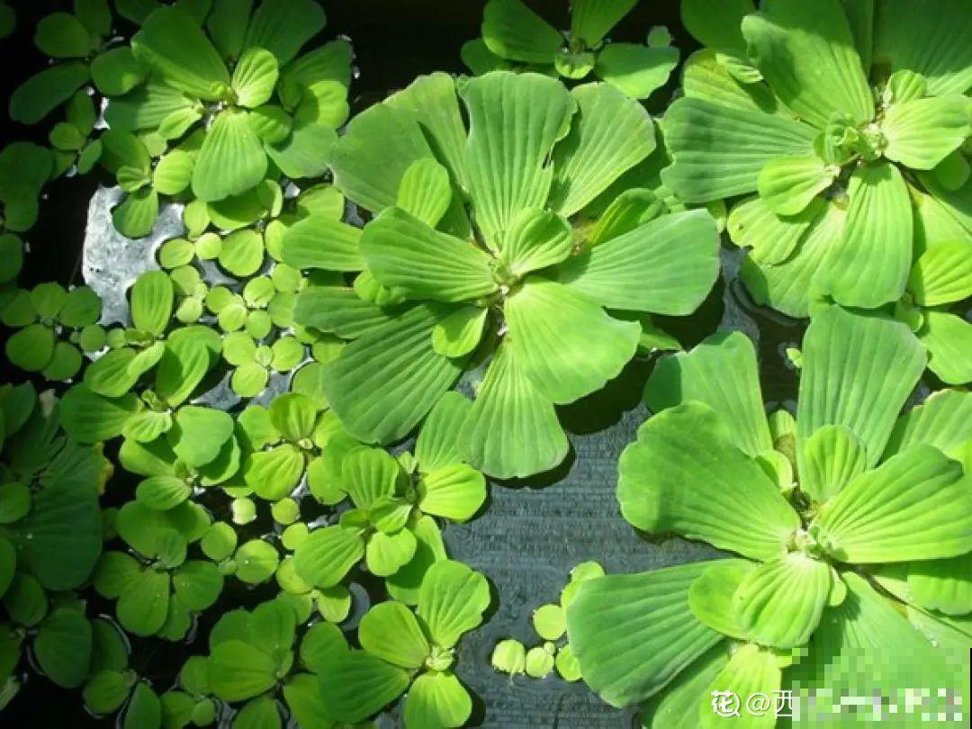 5种花长太快，容易泛滥成灾，千万别随便丢弃