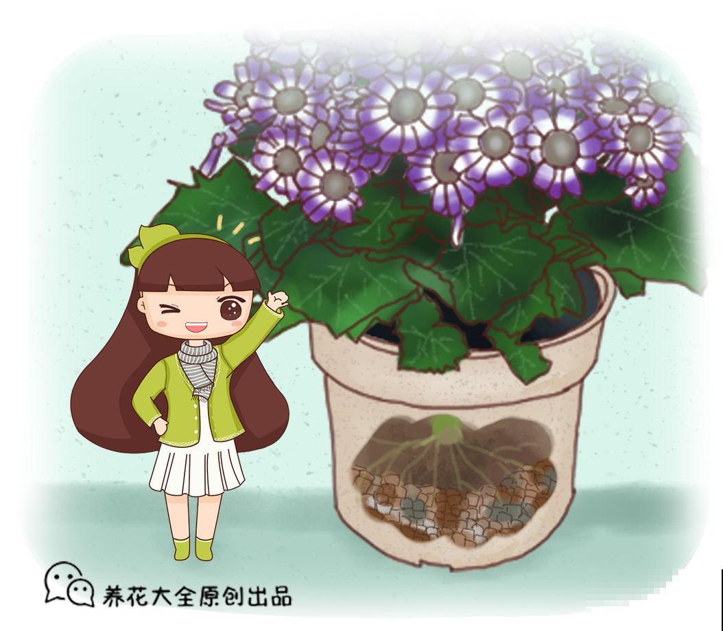 臭鸡蛋养花效果好，聪明人都学会了，省下一笔肥料钱