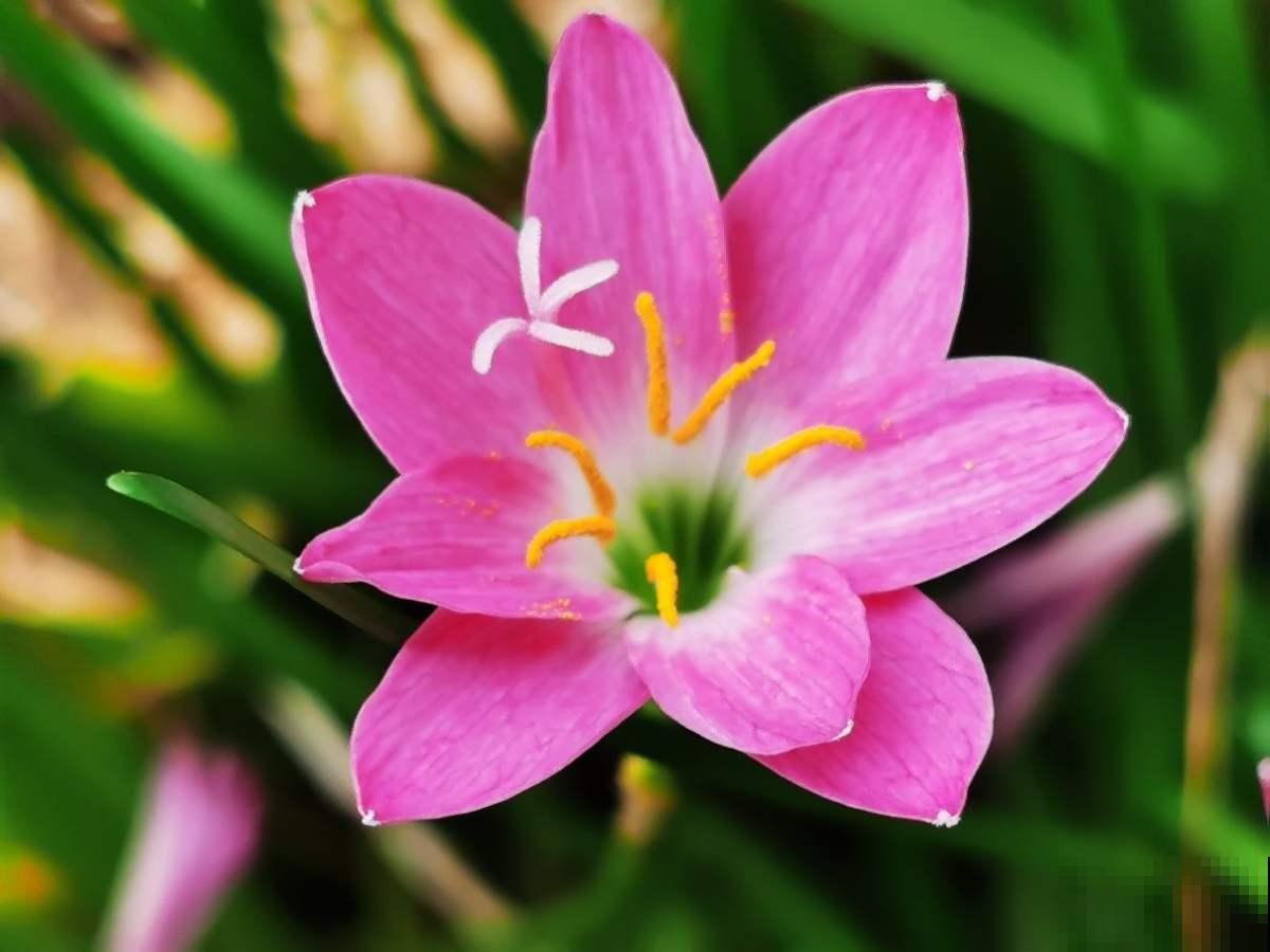 养花等级对照表，“十级”的人太少，6级以上就是“花痴”