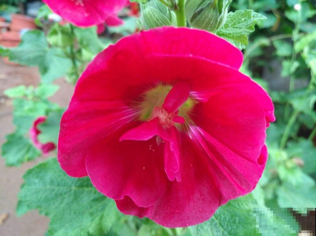 甄嬛传华妃口中的“一丈红”，其实就是蜀葵，开花艳丽多彩花期长