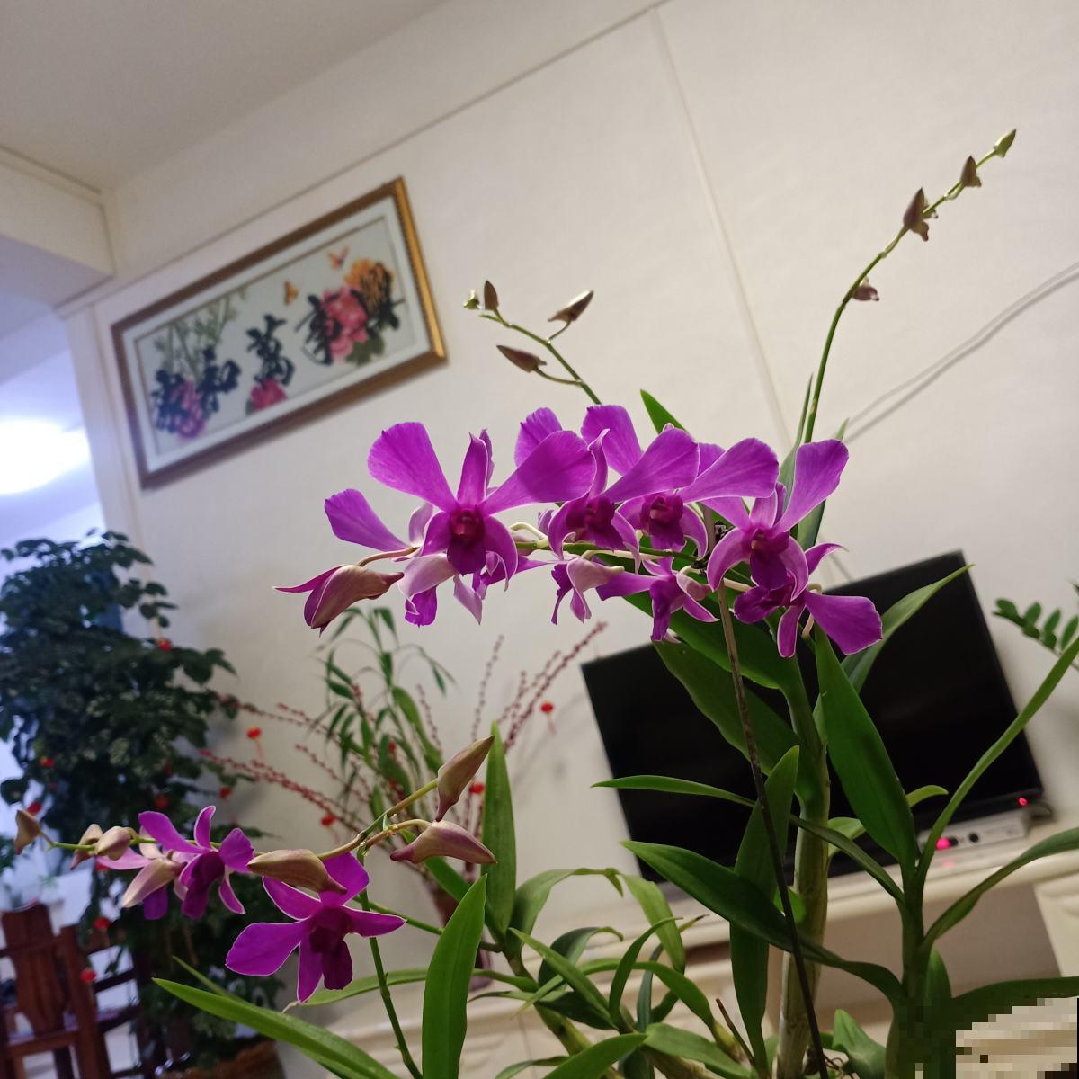 年底养盆石斛兰,养人养身心,堪称“家庭小药箱” 年底养盆石斛兰,养人养身心,堪称“家庭小药箱”