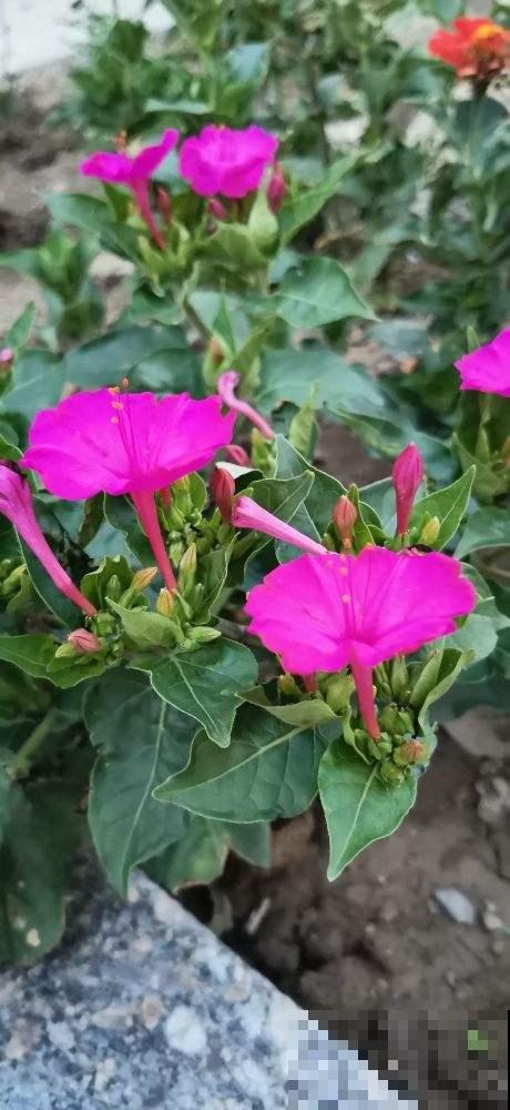 5种花有“气象本领”，学会看它“脸色”，天气预报都省了