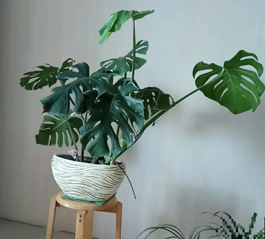 10种“怕晒花”，越晒死越快，半阴地儿反倒长得旺