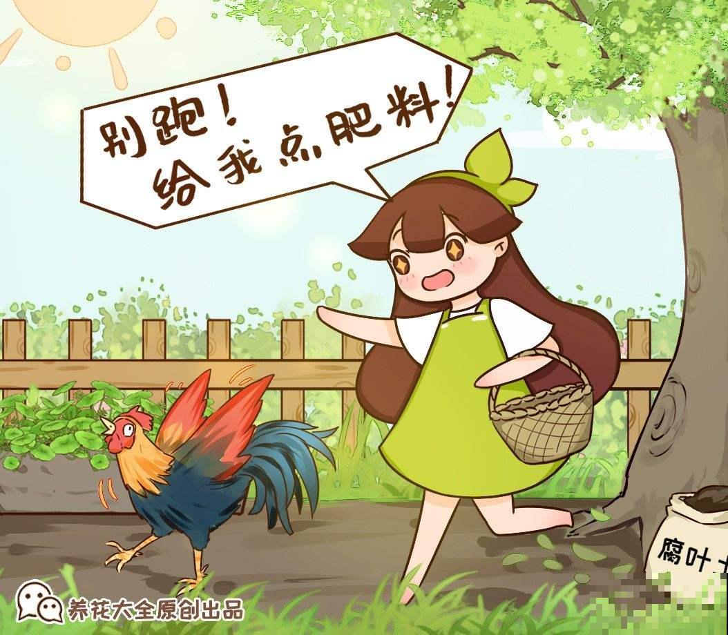 农村随处可见的牛粪，城里人当个宝，拿来养花正合适