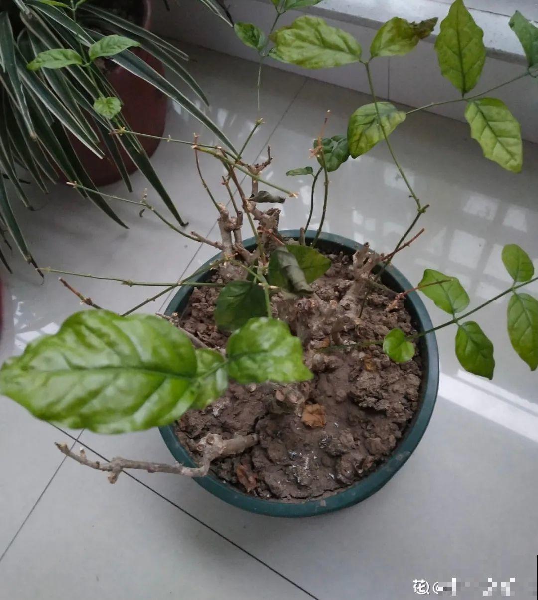 7种花冬天会假死，叶子掉光不要扔，明年还能大爆花！