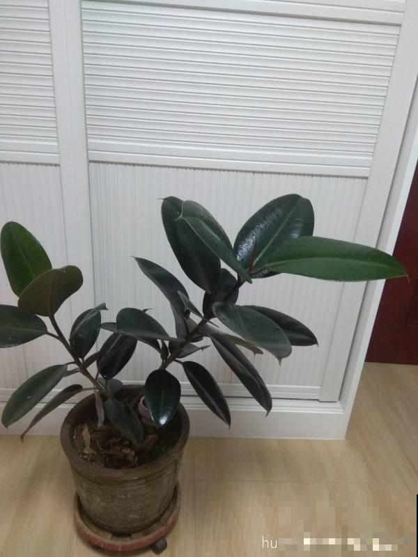 家里养一盆橡皮树,旺财又旺运,最适合放在室内养护 家里养一盆橡皮树,旺财又旺运,最适合放在室内养护