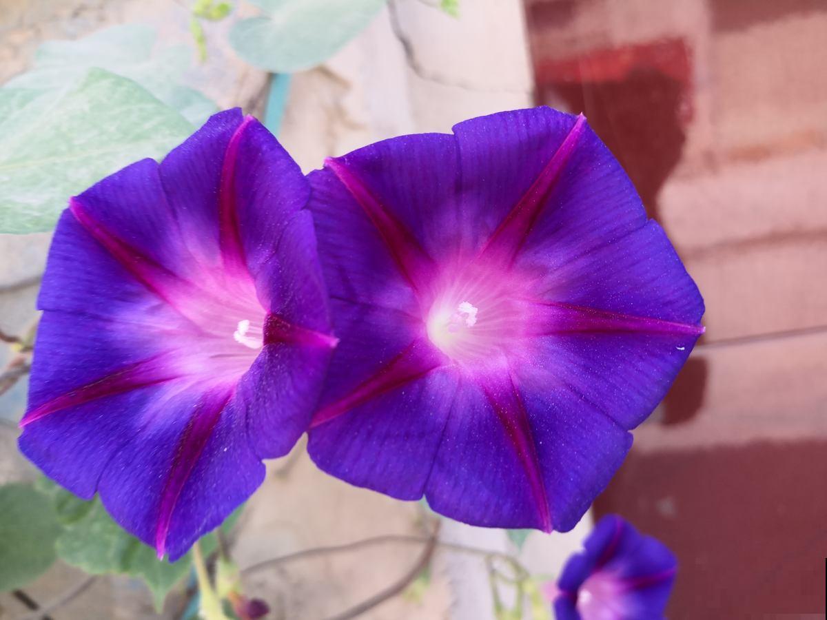 秋天常见的60种花，最全花卉图谱，收藏起来慢慢看