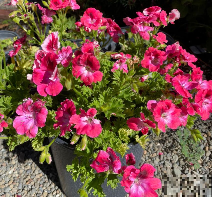 花卉届的“开花机器”，容易养护易打理，简简单单开爆盆