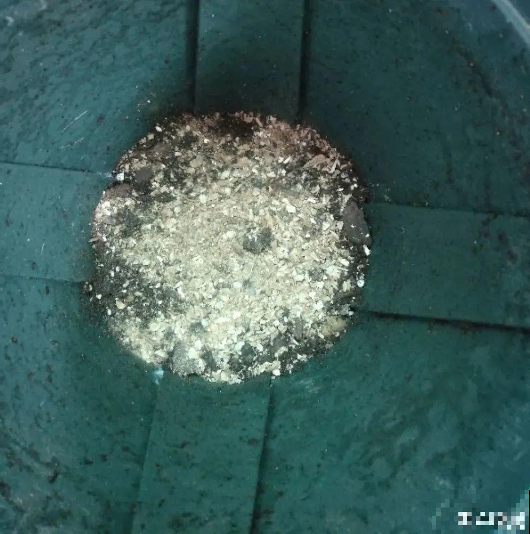 10种“垃圾”不要丢，拿来养花效果好，还能省下一笔钱